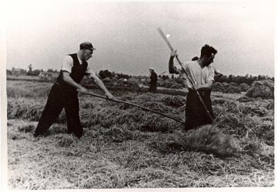Familie Hubrecht hooiend langs de Durme