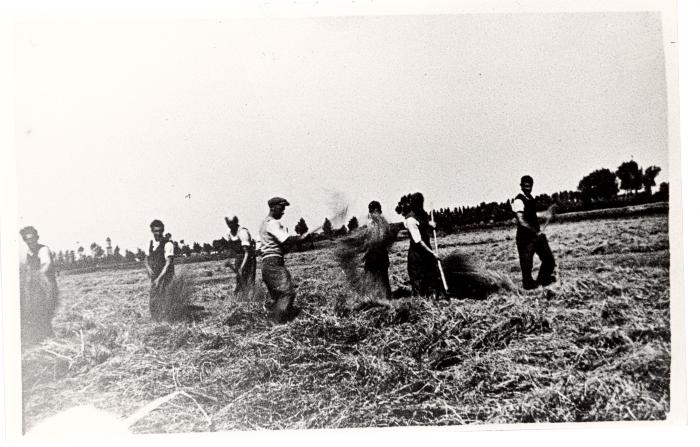 Familie Hubrecht hooiend langs de Durme