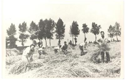 Familie Hubrecht hooiend langs de Durme